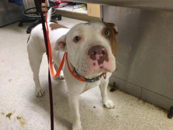 PIGGY -  Pit Bull Terrier and Mixed Breed Dog for Adoption in Riverside, California - PIGGY | PetCurious