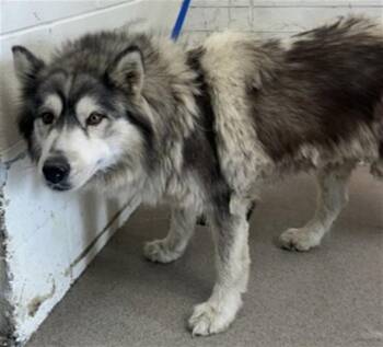 PORKCHOP -  Siberian Husky Dog for Adoption in San Bernardino, California - PORKCHOP | PetCurious