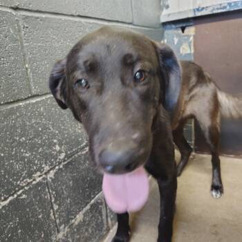 Rescue Black Labrador Retriever and Great Pyrenees Dogs for Adoption in Springtown, Texas - Ace | PetCurious