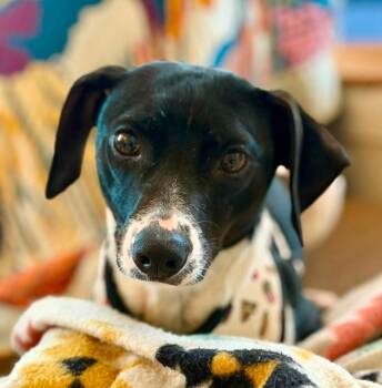 Lucy Gray -  Mixed Breed Dog for Adoption in Milton, Delaware - Lucy Gray | PetCurious