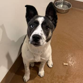 Melody -  Mixed Breed Dog Available for Adoption in Chicago, Illinois - Melody | PetCurious
