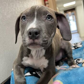 Pit Bull Terrier Dogs Available for Adoption - Jinny | PetCurious