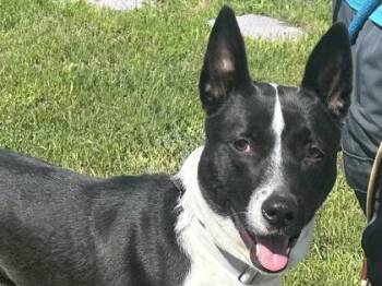 Mixed Breed Dogs Available for Adoption in Georgetown, Texas - Opal | PetCurious
