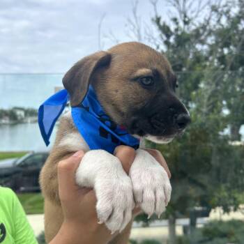 Oscar -  Anatolian Shepherd Dog for Adoption in Tampa, Florida - Oscar | PetCurious