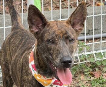 Koda -  Mountain Dog Dog for Adoption in San Ramon, California - Koda | PetCurious