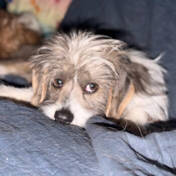 Terrier and Mixed Breed Dogs Available for Adoption in Rochester, Minnesota - Toto | PetCurious