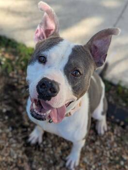 Rescue Mixed Breed Dogs for Adoption in Jacksonville, Florida - SPARROW | PetCurious