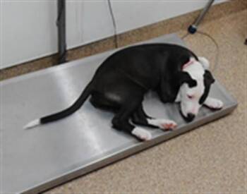 DONNA -  Pit Bull Terrier and Mixed Breed Dog for Adoption in Albuquerque, New Mexico - DONNA | PetCurious