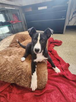Collie Dogs Available for Adoption in New Rochelle, New York - Poseidon | PetCurious