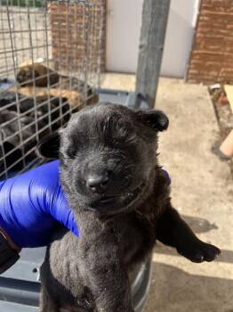 Mixed Breed Dogs Available for Adoption in Dallas, Texas - SHUN | PetCurious