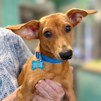 Bixby -  Dachshund and Chihuahua Dog for Adoption in Boerne, Texas - Bixby | PetCurious