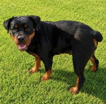 Diamond -  Rottweiler Dog for Adoption in Deering, New Hampshire - Diamond | PetCurious