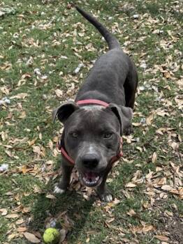 Chyanne -  Mixed Breed and Pit Bull Terrier Dog for Adoption in Austin, Texas - Chyanne | PetCurious