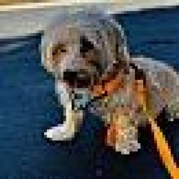 Rescue Maltese Dogs for Adoption in Las Vegas, Nevada - Diamond | PetCurious