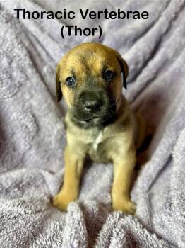 Mixed Breed Dogs Available for Adoption in Duluth, Minnesota - Thor | PetCurious