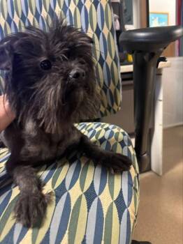 Shih Tzu Dogs Available for Adoption in Plano, Texas - Ricky A217507 | PetCurious