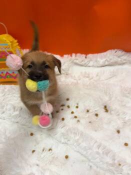 Shepherd and Australian Shepherd Dogs Available for Adoption in Phoenix, Arizona - Grace | PetCurious