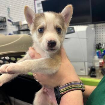 Aspen -  Husky and Mixed Breed Dog for Adoption in Montgomery, Alabama - Aspen | PetCurious