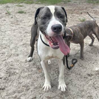 Ozark -  Mixed Breed Dog for Adoption in Gainesville, Florida - Ozark | PetCurious