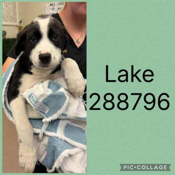 LAKE -  Mixed Breed Dog for Adoption in Macon, Georgia - LAKE | PetCurious