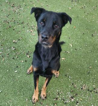 Rottweiler Dogs Available for Adoption - Twilight | PetCurious