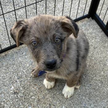 Australian Shepherd Dogs Available for Adoption - Shelly | PetCurious