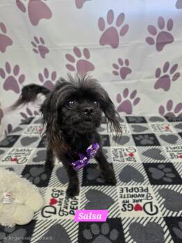 Salsa -  Papillon Dog for Adoption in Metairie, Louisiana - Salsa | PetCurious