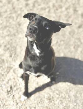 Rescue Shepherd and Mixed Breed Dogs for Adoption in Gray, Louisiana - Anchovy (Layla) | PetCurious