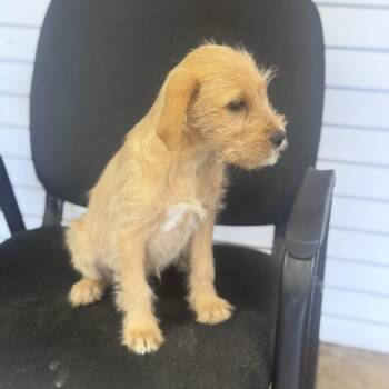 Twila -  Terrier and Poodle Dog for Adoption in Atlanta, Texas - Twila | PetCurious