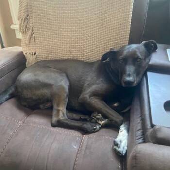 Kasey -  Black Labrador Retriever and Mixed Breed Dog for Adoption in Wilmington, Delaware - Kasey | PetCurious