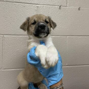 Jean Grey -  Great Pyrenees and Mixed Breed Dog for Adoption in Birmingham, Alabama - Jean Grey | PetCurious