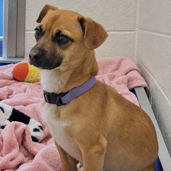 Vixie -  Mixed Breed Dog for Adoption in Spruce Pine, North Carolina - Vixie | PetCurious