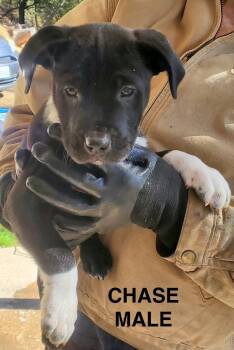 Rescue Australian Cattle Dog Blue Heeler Dogs for Adoption in Sonora, California - Chase | PetCurious