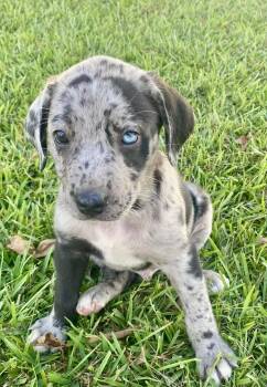 Ghost -  Catahoula Leopard Dog and Labrador Retriever Dog for Adoption in Glocester, Rhode Island - Ghost | PetCurious