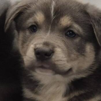 Shepherd Dogs Available for Adoption - Hunky | PetCurious