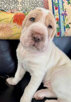 Shar Pei Dogs Available for Adoption - Sydney | PetCurious