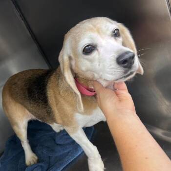 Mary -  Mixed Breed Dog for Adoption in Fredericksburg, Virginia - Mary | PetCurious