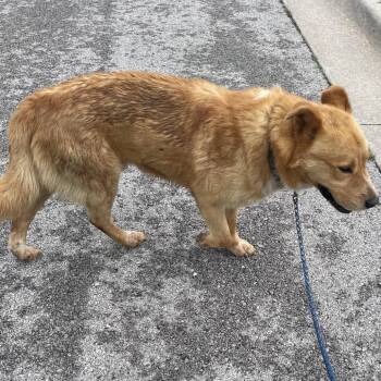 Browny -  Mixed Breed Dog for Adoption in Green Forest, Arkansas - Browny | PetCurious