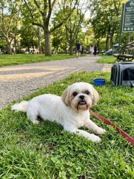 OREO -  Shih Tzu Dog for Adoption in Doral, Florida - OREO | PetCurious