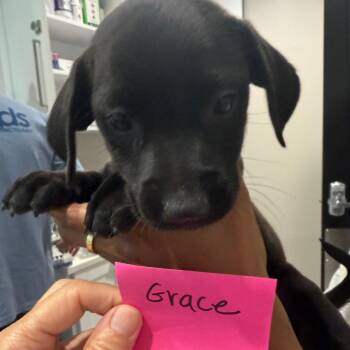 Grace 22406 -  Labrador Retriever and Mixed Breed Dog for Adoption in Cumming, Georgia - Grace 22406 | PetCurious