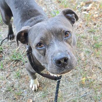 EMERY -  Pit Bull Terrier Dog for Adoption in Indianapolis, Indiana - EMERY | PetCurious