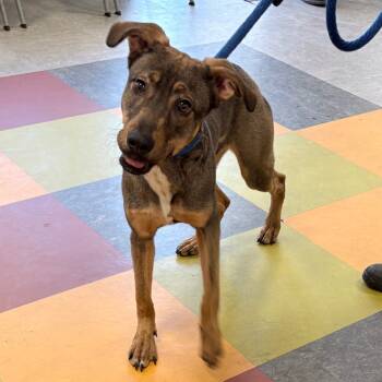 Rescue Mixed Breed Dogs for Adoption in Philadelphia, Pennsylvania - Latte | PetCurious