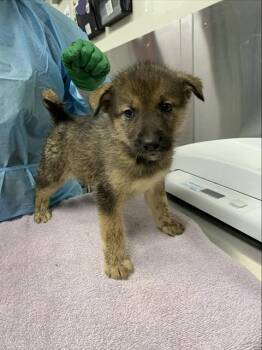 AMELIA -  Husky Dog for Adoption in Fairbanks, Alaska - AMELIA | PetCurious