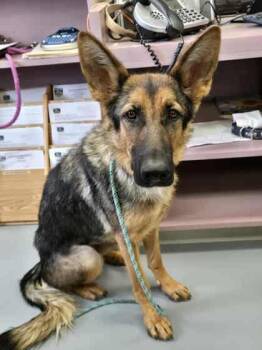 Rescue German Shepherd Dog Dogs for Adoption in Silver Springs, Nevada - Agnes | PetCurious