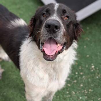 Great Pyrenees and Saint Bernard Dogs Available for Adoption - Rubita | PetCurious