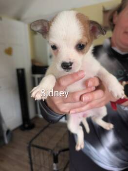 Sidney - Selina -  American Bulldog Dog for Adoption in Lakeland, Florida - Sidney - Selina | PetCurious