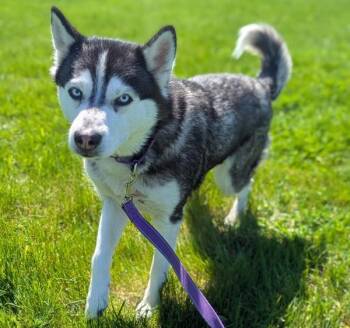 Siberian Husky Dogs Available for Adoption in Troutdale, Oregon - Penny | PetCurious