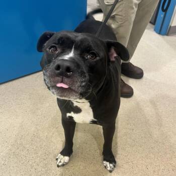 Pit Bull Terrier Dogs Available for Adoption in Manassas, Virginia - Apollo (ID 51212/1358) | PetCurious