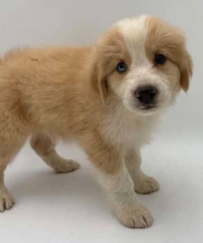 Peanut (runt) -  Australian Shepherd and Mixed Breed Dog for Adoption in Bowling Green, Kentucky - Peanut (runt) | PetCurious