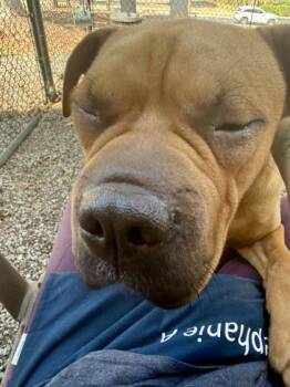 Harley -  Mixed Breed Dog for Adoption in Chamblee, Georgia - Harley | PetCurious